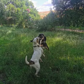 Hundfairständlich