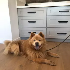 orange dog held by leash laying down on the floor of an office interior