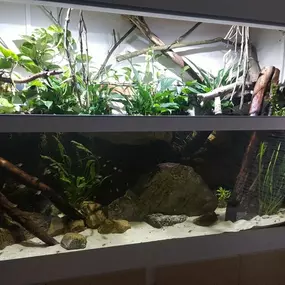 Bild von Aquarium Wurzel Paradies