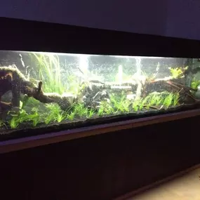 Bild von Aquarium Wurzel Paradies