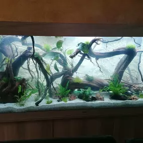 Bild von Aquarium Wurzel Paradies