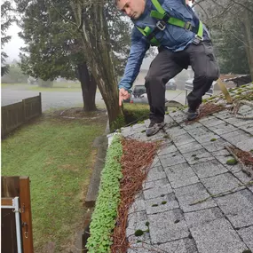 A person wearing a safety harness clearing leaves and debris from a roof gutter surrounded by trees.