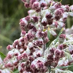 Bild von Föhrer Wildnis Natur : Kräuter : Salze