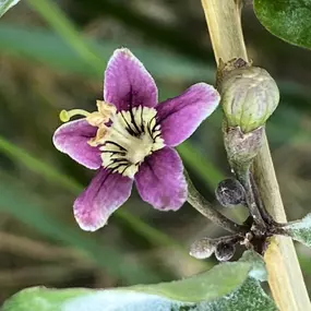 Bild von Föhrer Wildnis Natur : Kräuter : Salze