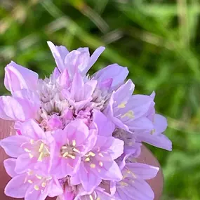 Bild von Föhrer Wildnis Natur : Kräuter : Salze