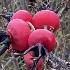 Bild von Föhrer Wildnis Natur : Kräuter : Salze