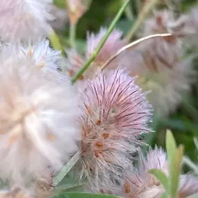 Bild von Föhrer Wildnis Natur : Kräuter : Salze