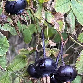 Bild von Föhrer Wildnis Natur : Kräuter : Salze