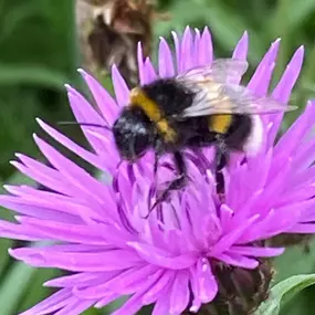 Bild von Föhrer Wildnis Natur : Kräuter : Salze