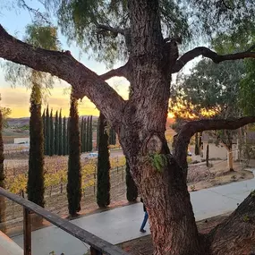 Bild von Danza del Sol Winery