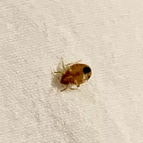 Bild von Ace Bedbug Exterminating NYC