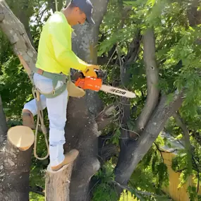 Bild von Cole's Tree Services