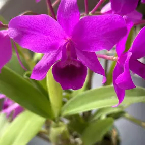 Bild von JB Orchids