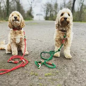 Bild von seelenhund-leinen