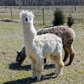 Bild von Ocean Breeze Alpacas
