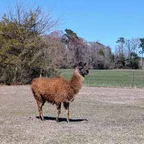 Bild von Ocean Breeze Alpacas