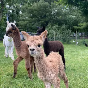 Bild von Shalimar Alpacas Farm