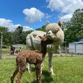 Bild von Shalimar Alpacas Farm