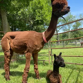 Bild von Shalimar Alpacas Farm