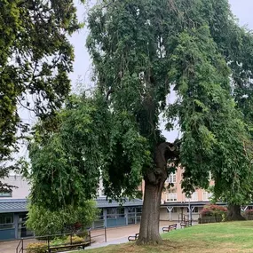 Bild von Hands on Tree Care