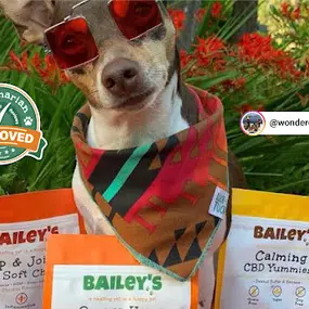 Bild von Bailey's CBD For Pets