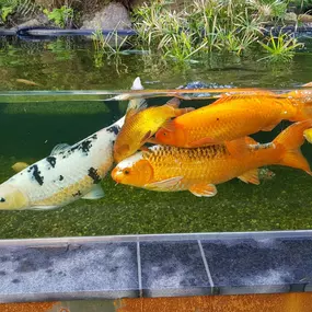 Bild von Yasiflor GmbH MANUFAKTUR GARTEN  WASSER