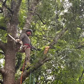 Bild von Maldonado Tree Service LLC