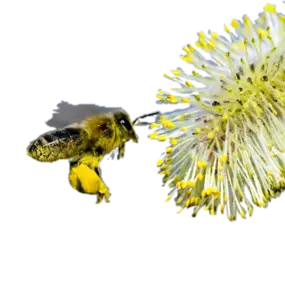 Bild von Made By Bee's France
