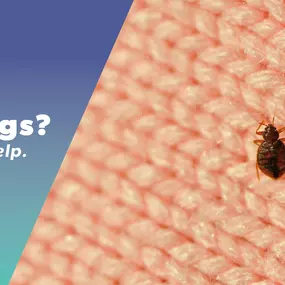 The Bug Master - Bed Bug Control