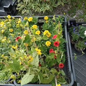 Bild von Květinářství Lucie Bělovská