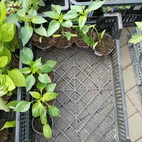 Bild von Květinářství Lucie Bělovská