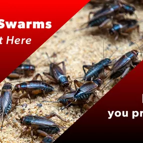 The Bug Master - Cricket Control
