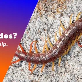 The Bug Master - Centipede Control