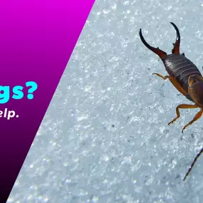The Bug Master - Earwig Control