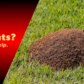 The Bug Master - Fire Ant Control