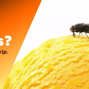 The Bug Master - Fly Control