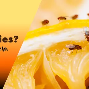 The Bug Master - Fruit Flies Control