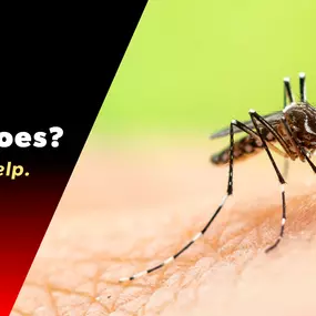 The Bug Master - Mosquito Control