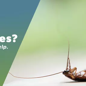 The Bug Master - Roach Control