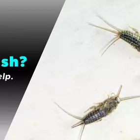The Bug Master - Silverfish Control