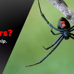 The Bug Master - Spider Control