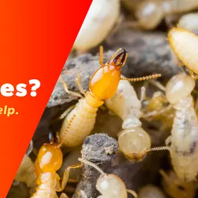 The Bug Master - Termite Control