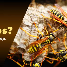 The Bug Master - Wasp Control