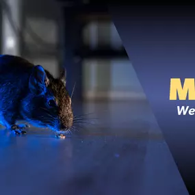 The Bug Master - Mice Control