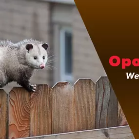 The Bug Master - Opossum Control