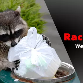 The Bug Master - Raccoon Control