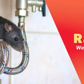 The Bug Master - Rat Control