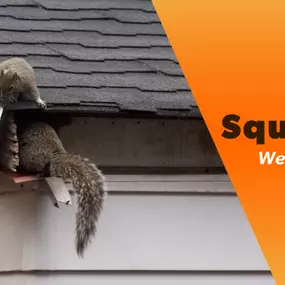 The Bug Master - Squirrel Control