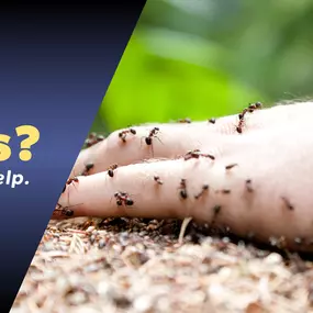 The Bug Master - Ant Control