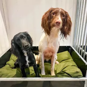 Bild von Quailhollow Kennels LTD